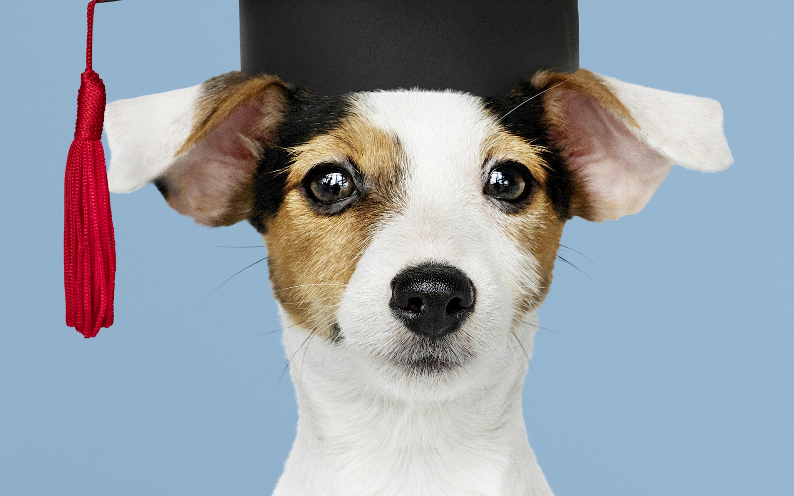 Graduate Dog